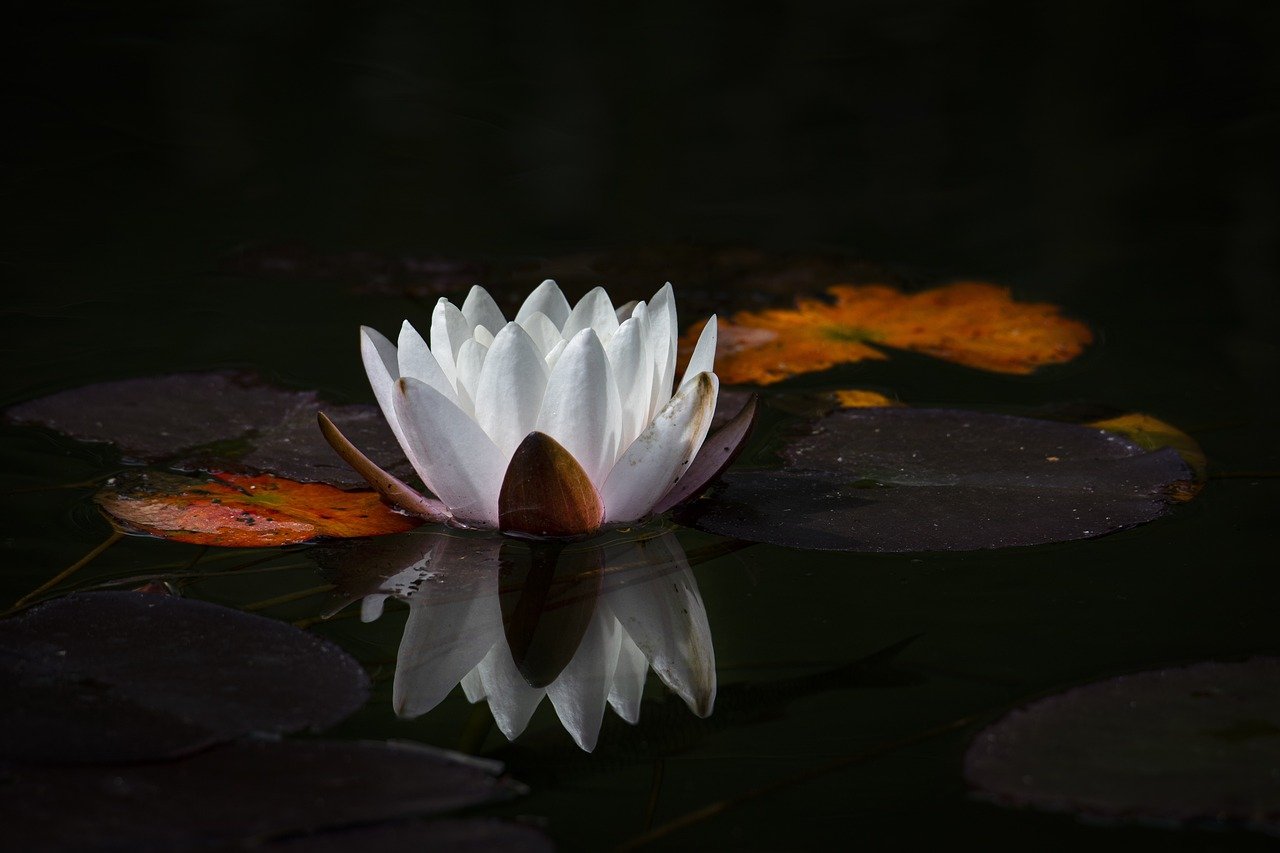 über buddhistische Meditation